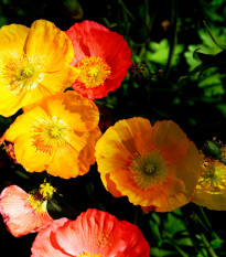 Mák alpínský směs barev - Papaver alpinum - semena máku - 50 ks